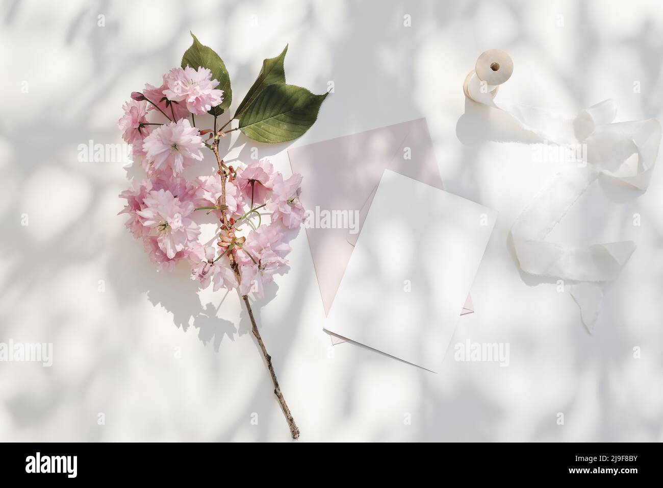 Springtime wedding stationery. Blooming pink Japanese cherry tree, sakura branch in sunlight. Blank greeting card, invitation mockup Blush pink Stock Photo