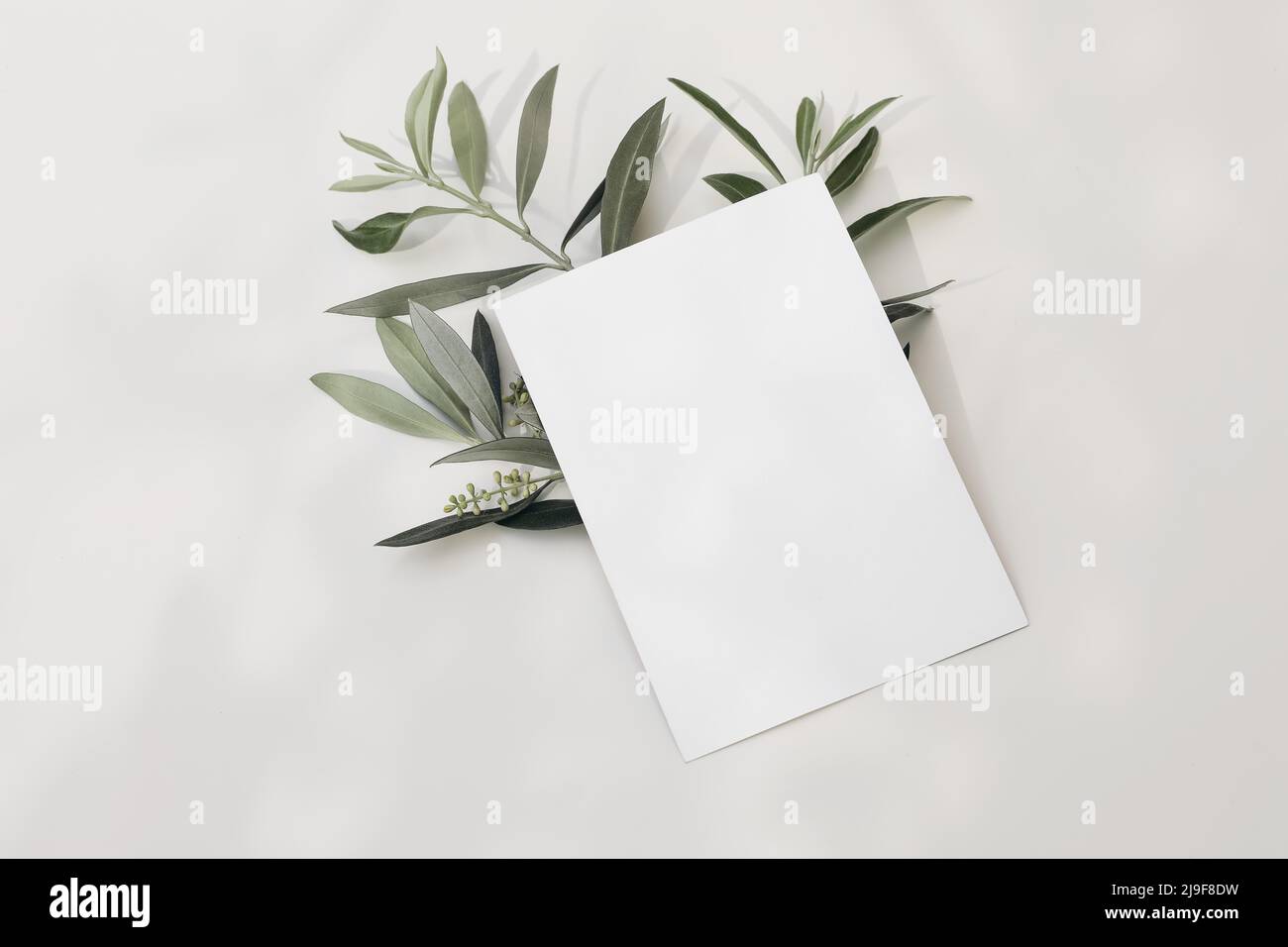 Blank greeting card, invitation mock-up scene with blooming green olive tree leaves, branch isolated on white table background in sunlight. Ligts and Stock Photo