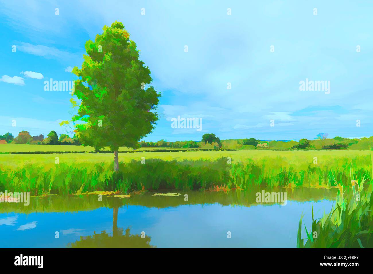 Tree by river with reeds blue sky and reflection illustration Stock Photo