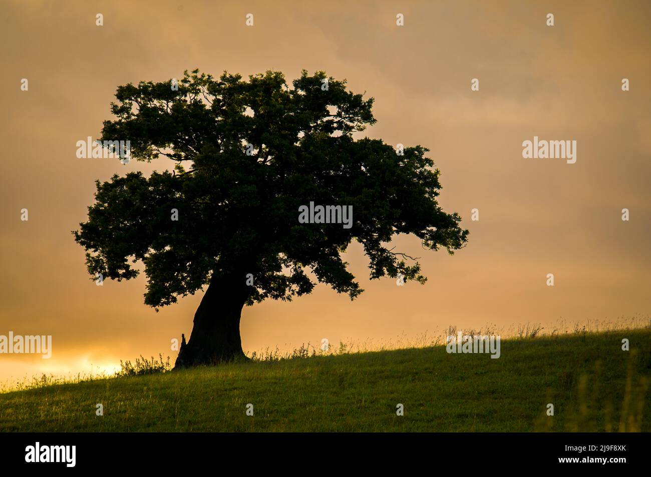 A large lonely tree at sunset Stock Photo