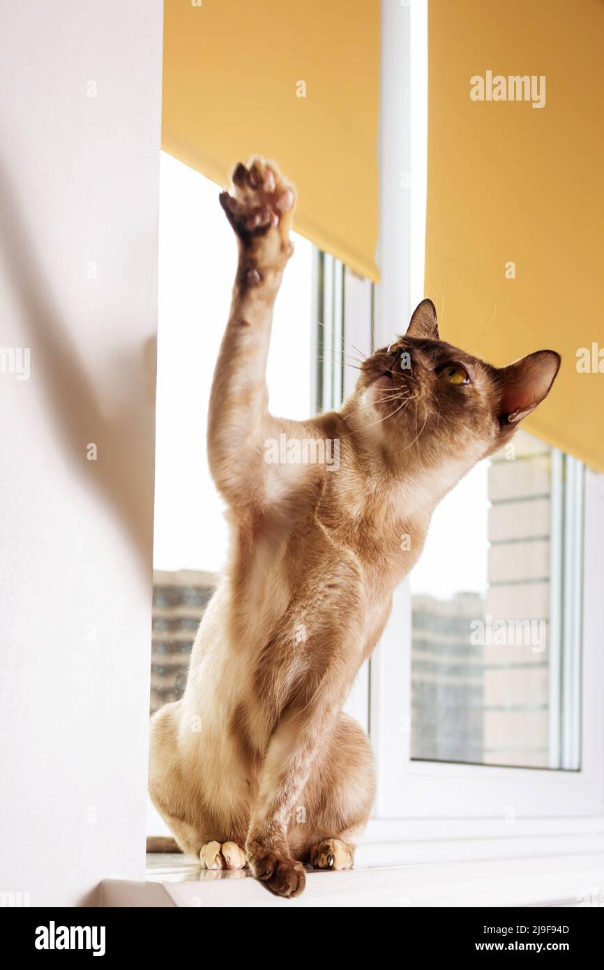 Burmese cat sitting on windowsill and playing. Stock Photo