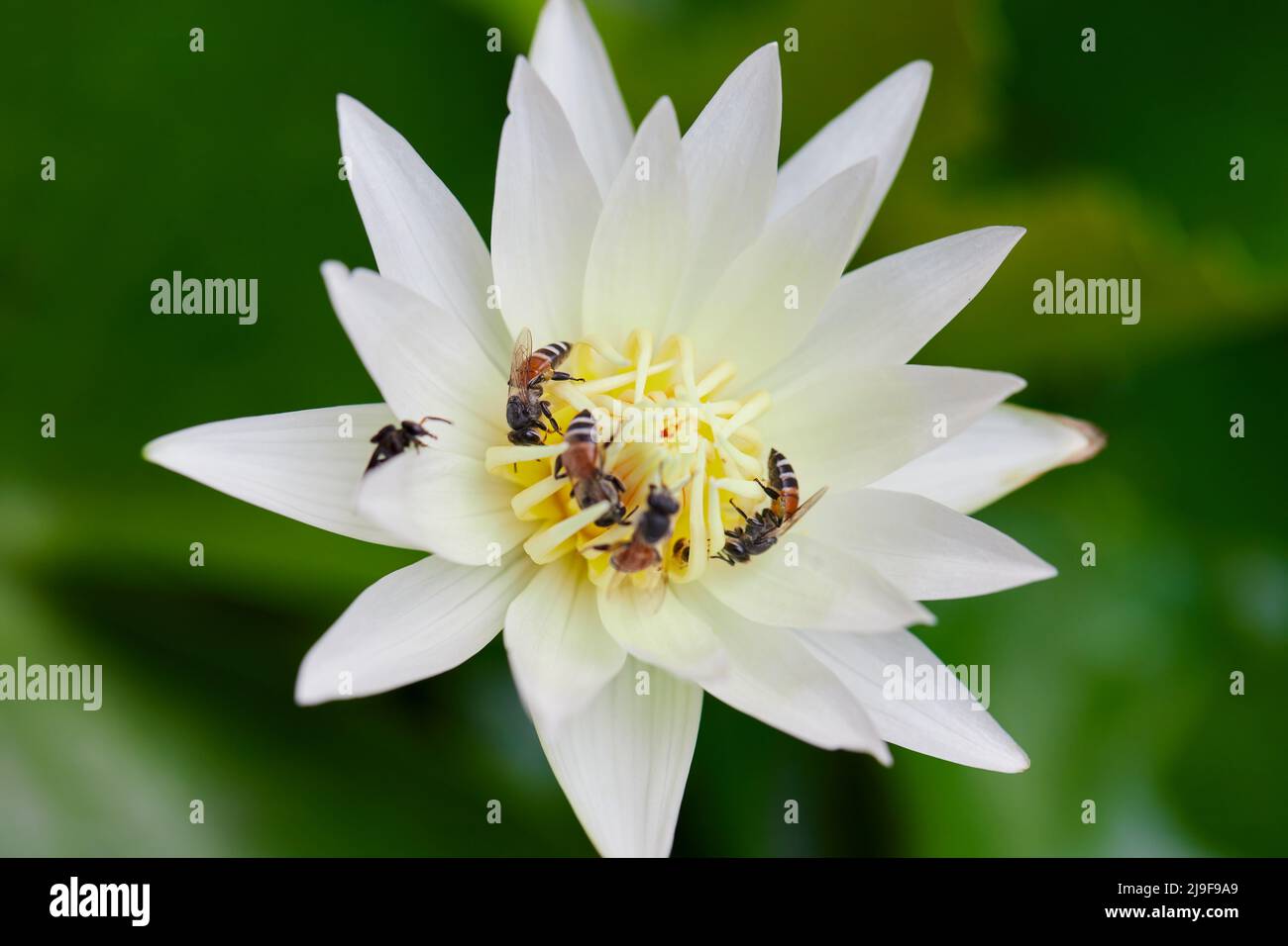 Harvesting water lily hi-res stock photography and images - Alamy