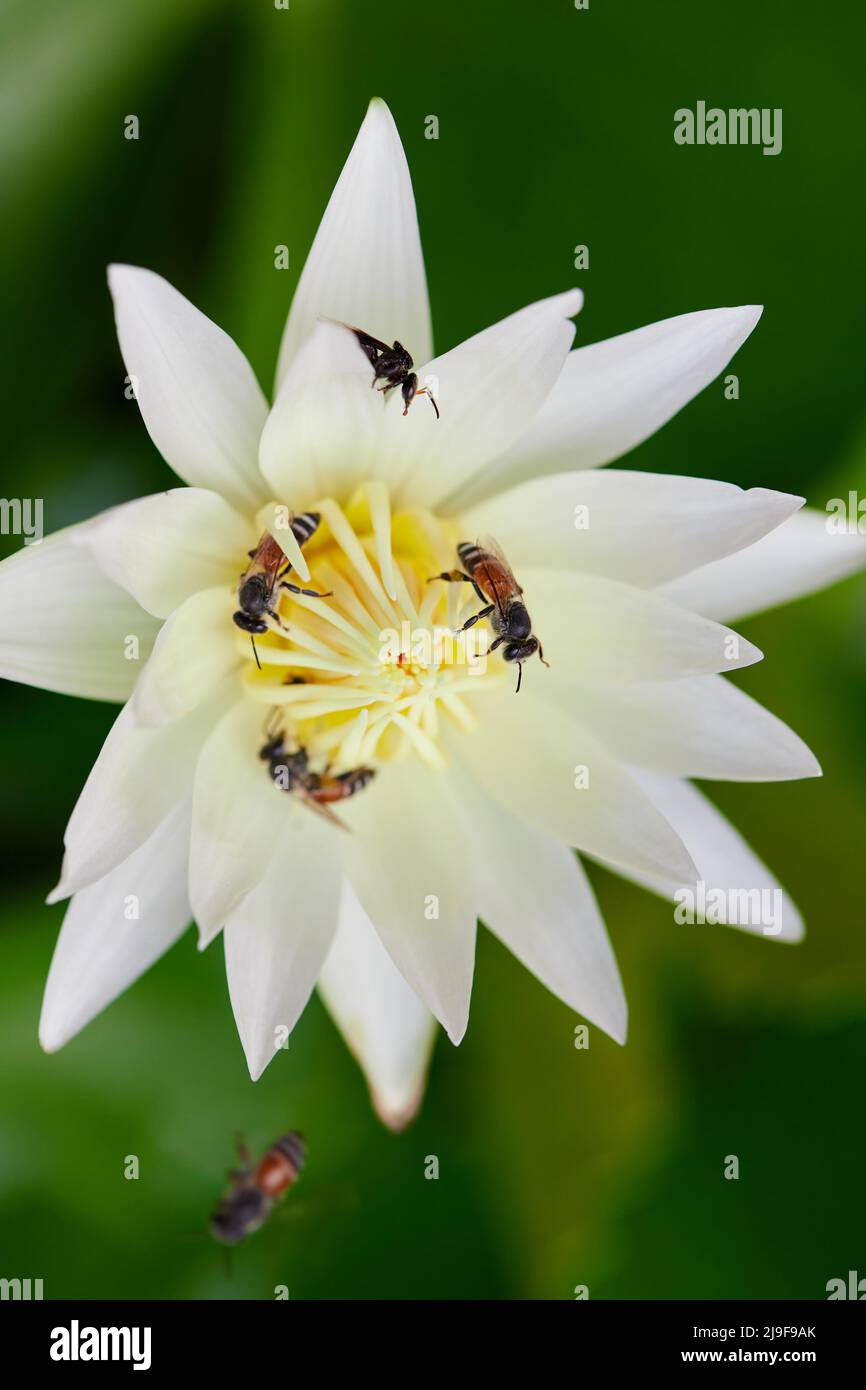 Harvesting water lily hi-res stock photography and images - Alamy