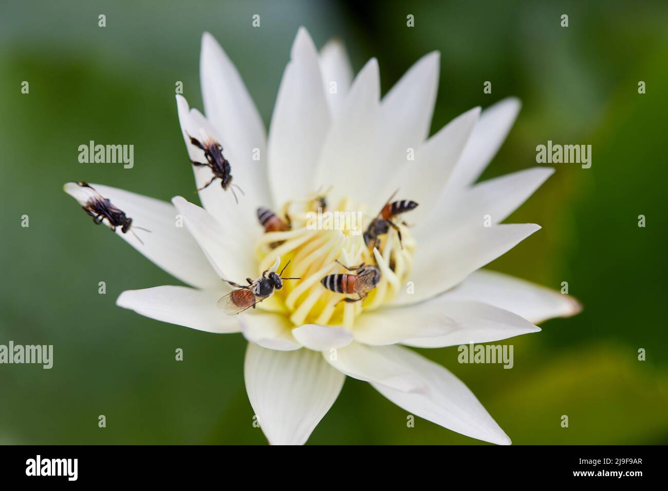 Harvesting water lily hi-res stock photography and images - Alamy