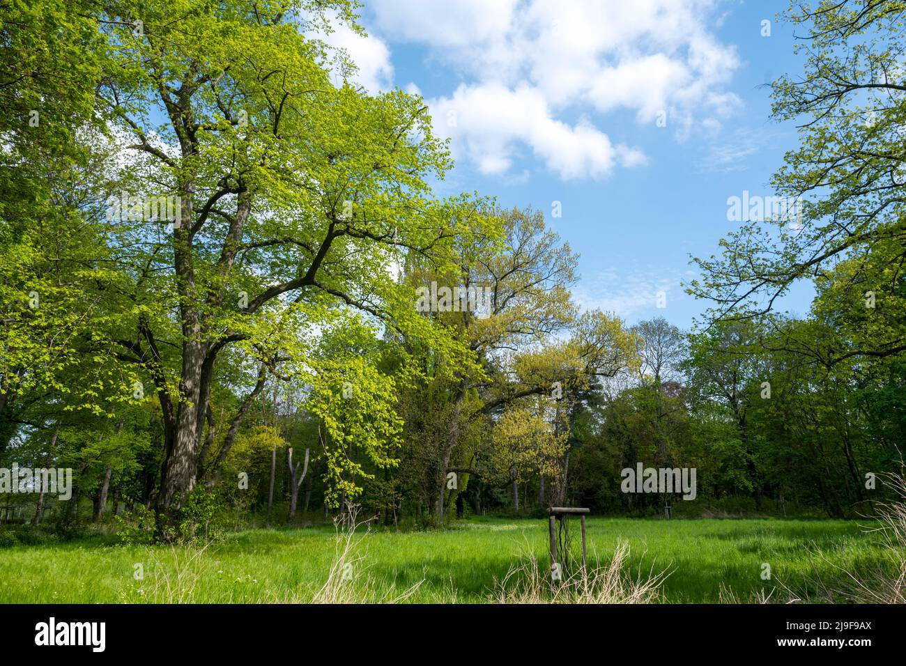 Deutschland, NRW, Erftstadt-Lechenich, Burgpark der Landesburg Lechenich Stock Photo