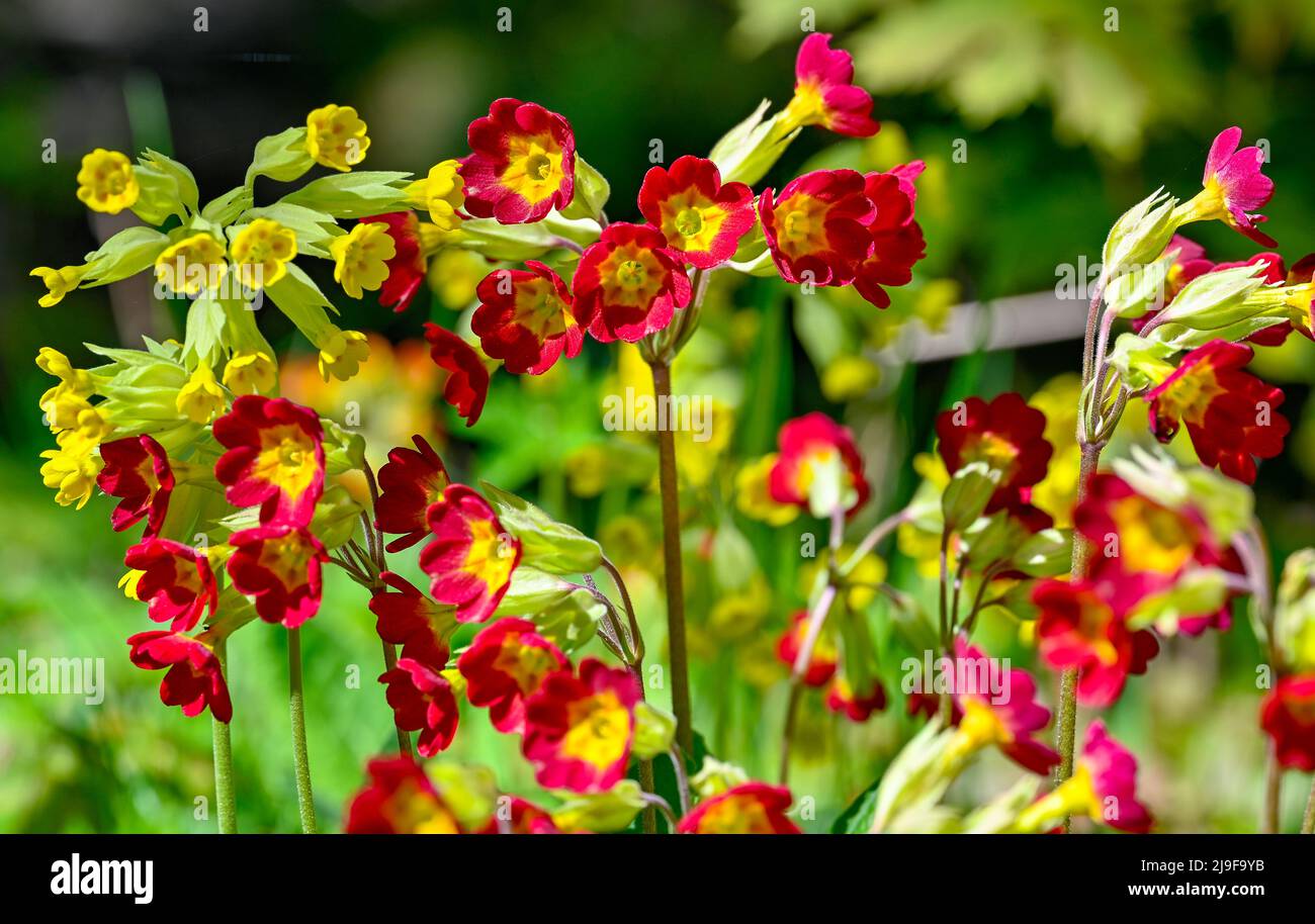 beautiful and colorful yellow and red Cowslips Stock Photo