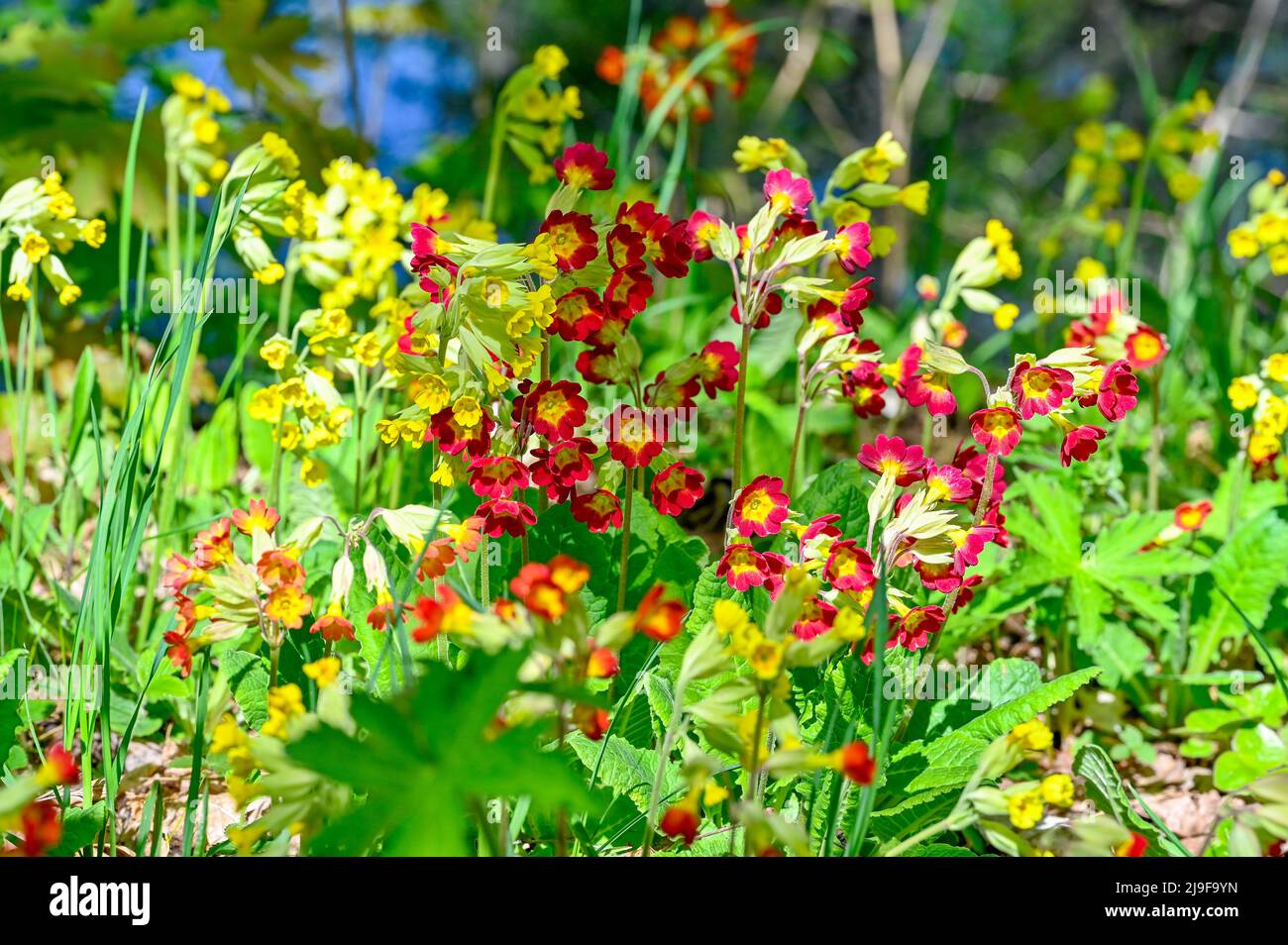 beautiful and colorful yellow and red Cowslips Stock Photo