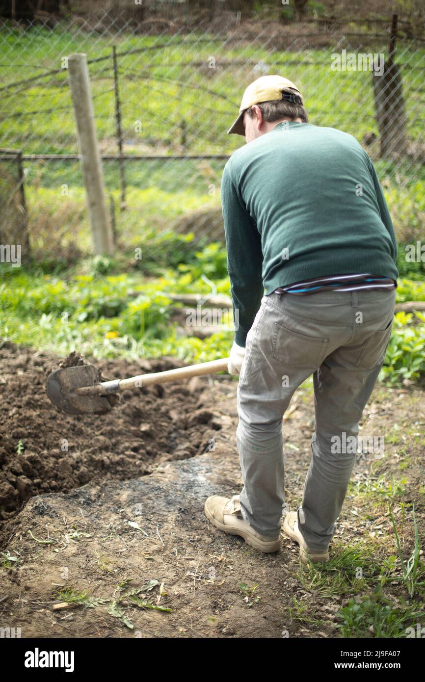 Guy is digging ground. Planting potatoes in Russia. Russian with shovel ...