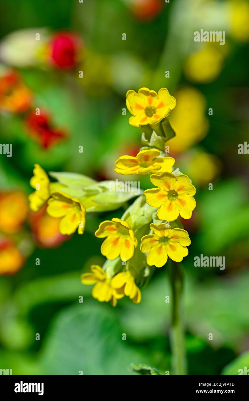 beautiful and colorful yellow and red Cowslips Stock Photo