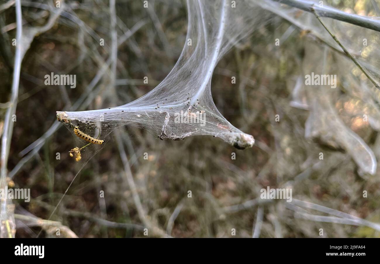 Berlin, Germany. 20th May, 2022. s of spider moths are seen on a