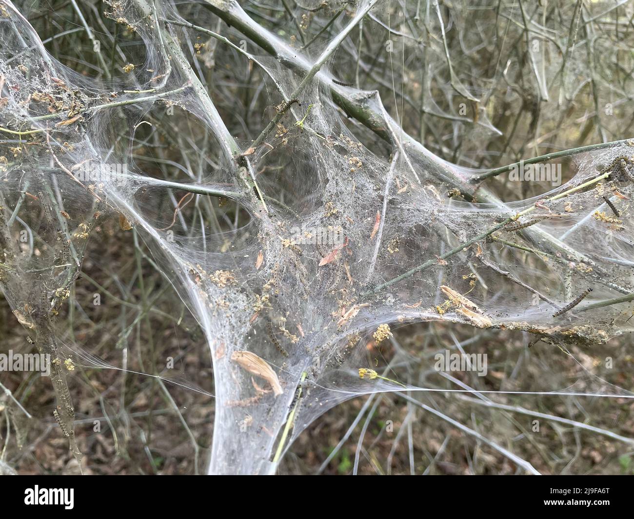 Berlin, Germany. 20th May, 2022. s of spider moths are seen on a