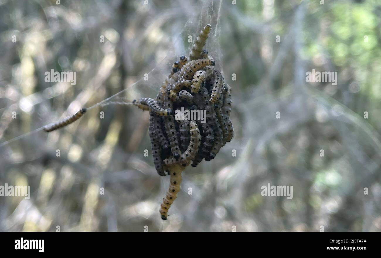 Spider and bud moths hires stock photography and images Alamy