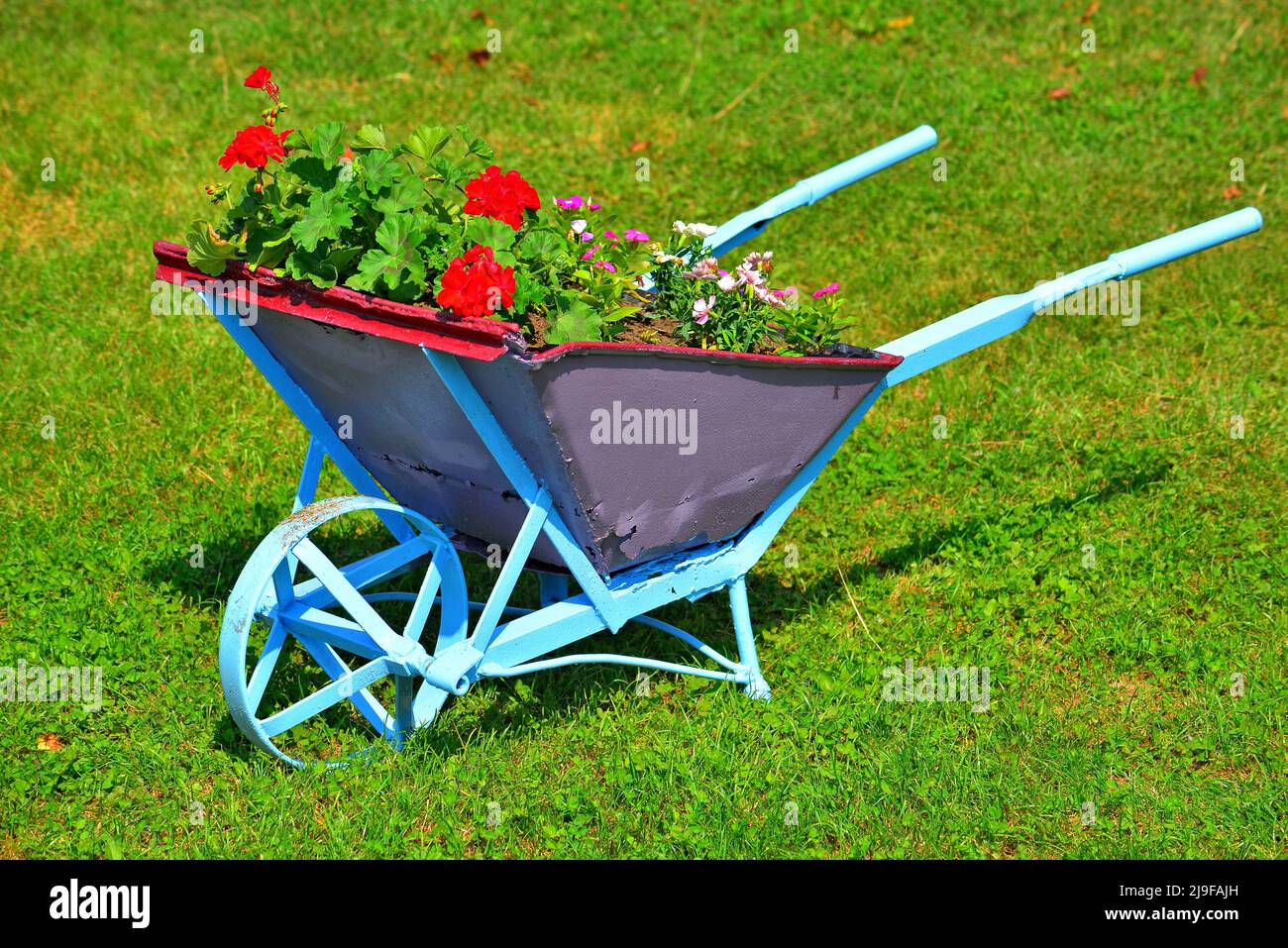Wheelbarrow turned into a planter Stock Photo Alamy