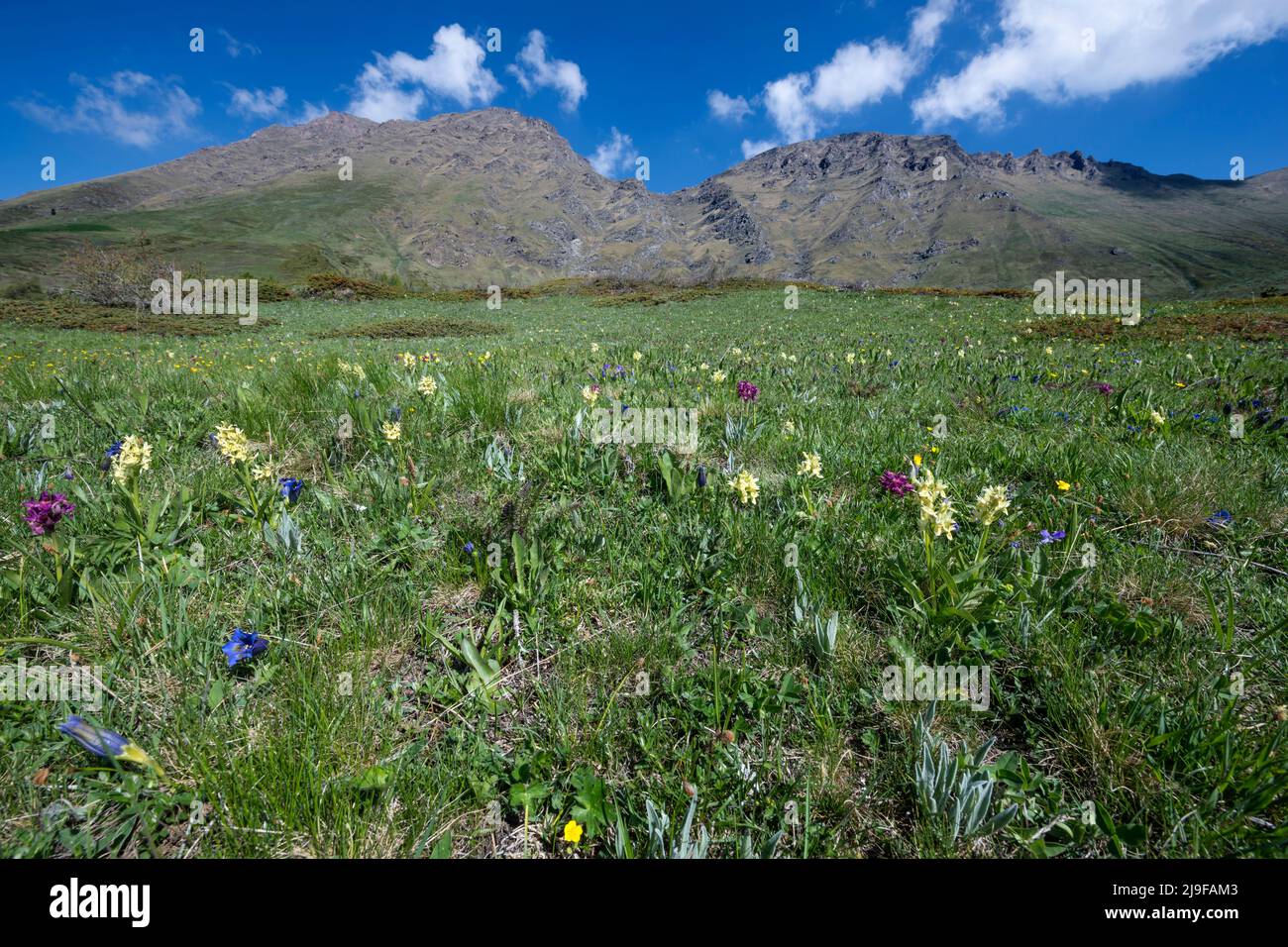 Pian dell'Alpe, Chisone valley, Piedmont, Italy. Spring flowering Stock Photo