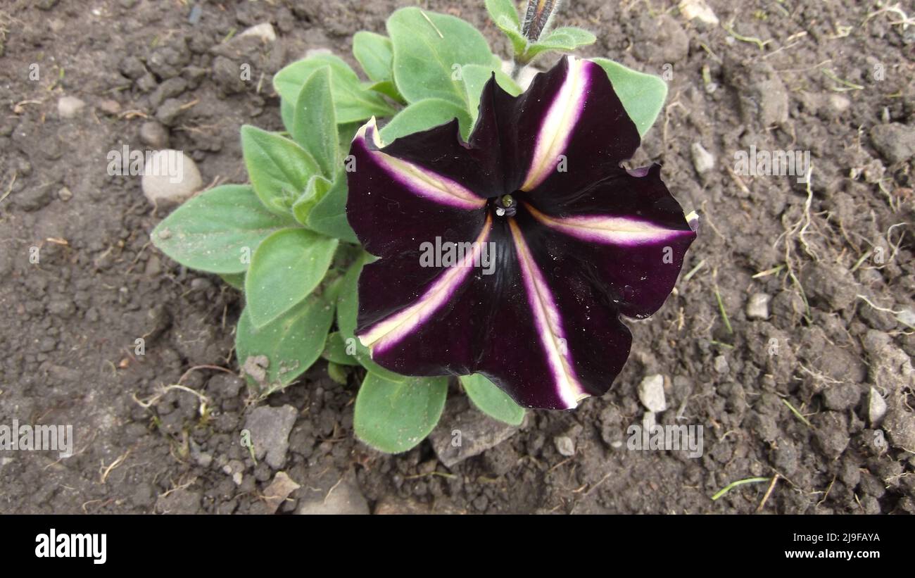 Petunia pinstripe Balpepin plant very deep purple with pink to creamy-white central stripes forming a star like pattern with copy space Stock Photo