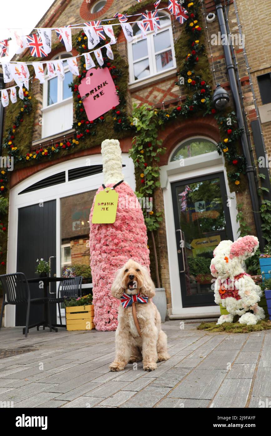 EDITORIAL USE ONLY Freddie the dog at 'Alice in Wine-derland', a floral installation commissioned by Loire Valley Wines as part of this year's Chelsea in Bloom , London. Picture date: Monday May 23, 2022. Stock Photo