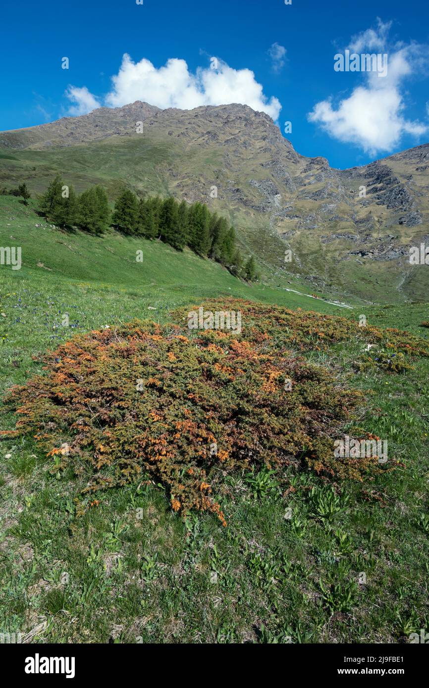 Pian dell'Alpe, Chisone valley, Piedmont, Italy. Juniperus communis alpina, Common Juniper Stock Photo