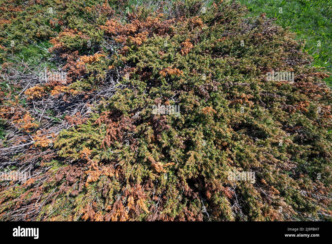 Juniperus communis alpina, Common Juniper Stock Photo