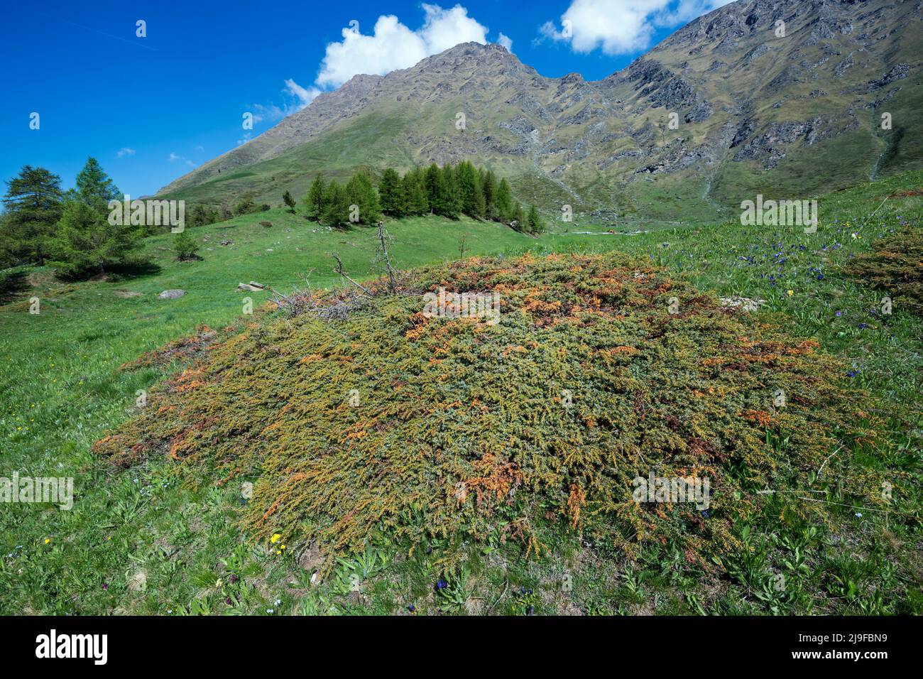 Pian dell'Alpe, Chisone valley, Piedmont, Italy. Juniperus communis alpina, Common Juniper Stock Photo