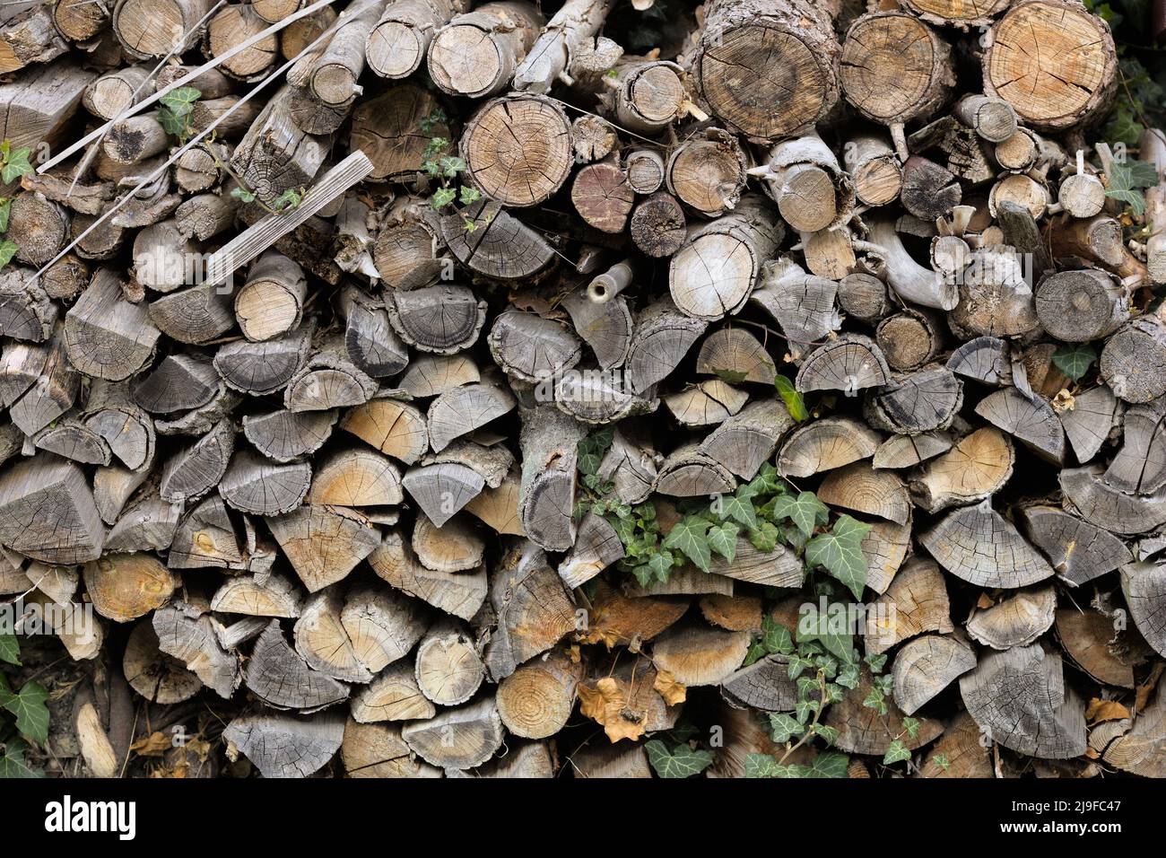 Ivy growing on old firewood stack Stock Photo