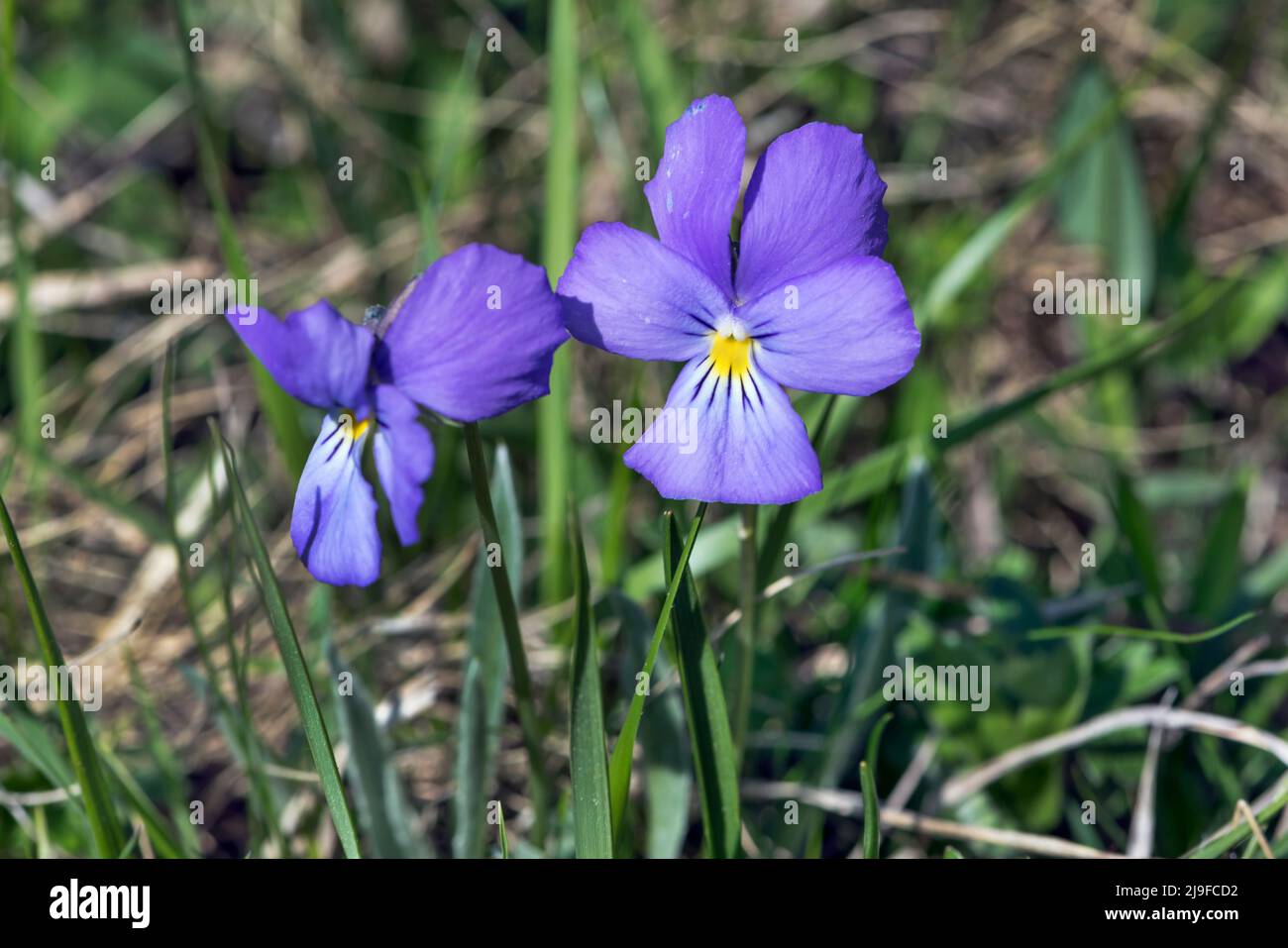 Viola lutea, Mountain pansy Stock Photo