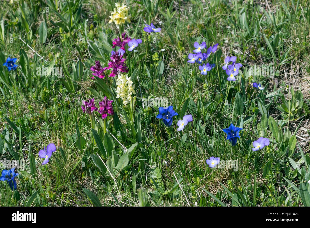 Gentiana kochiana, Koch's gentian; Dactylorhiza sambucina, Elder-flowered, Viola tricolor, Hearth's delight Stock Photo