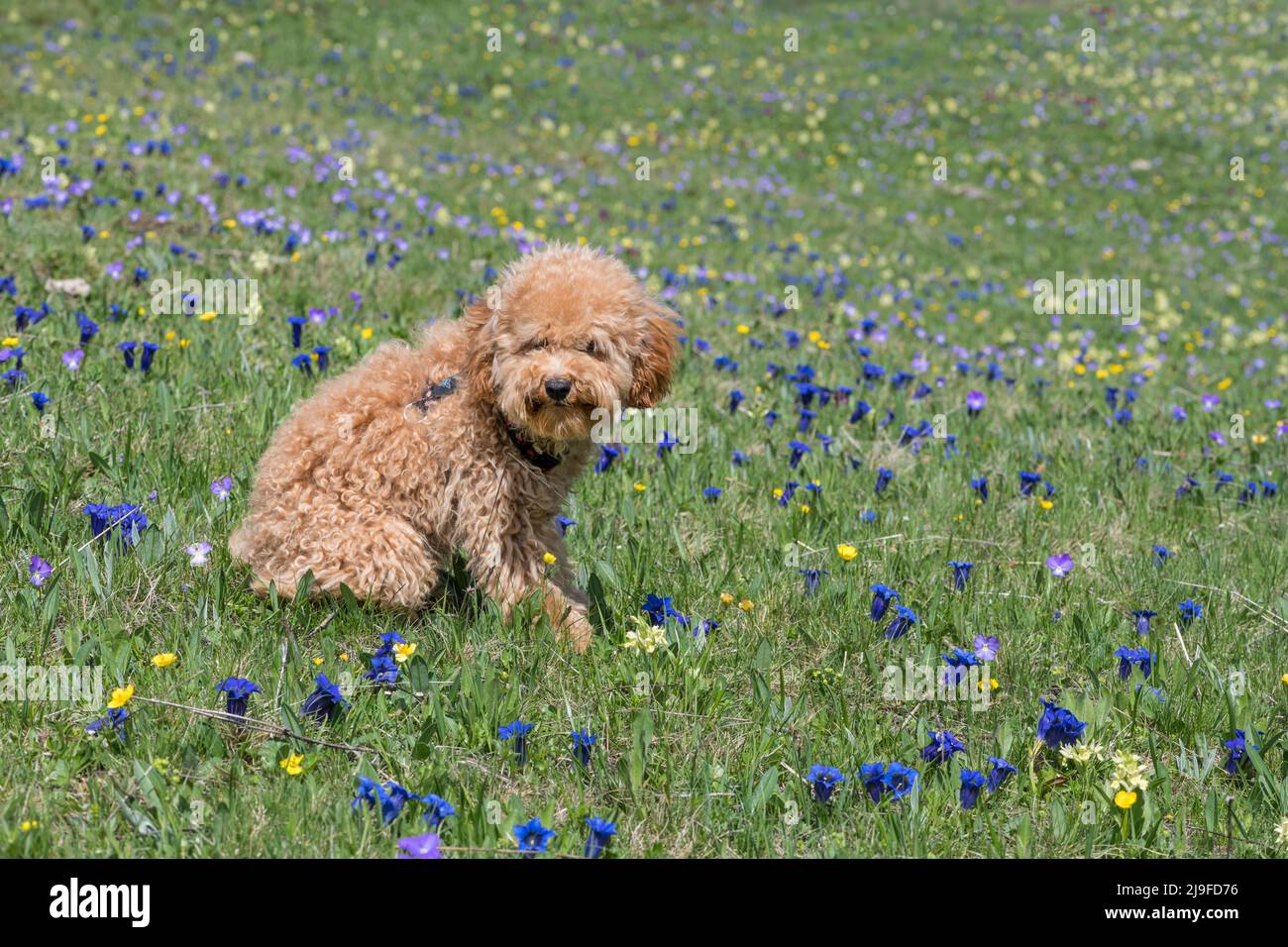 Dog on a mountain field, Chisone valley,Piedmont, Italy Stock Photo