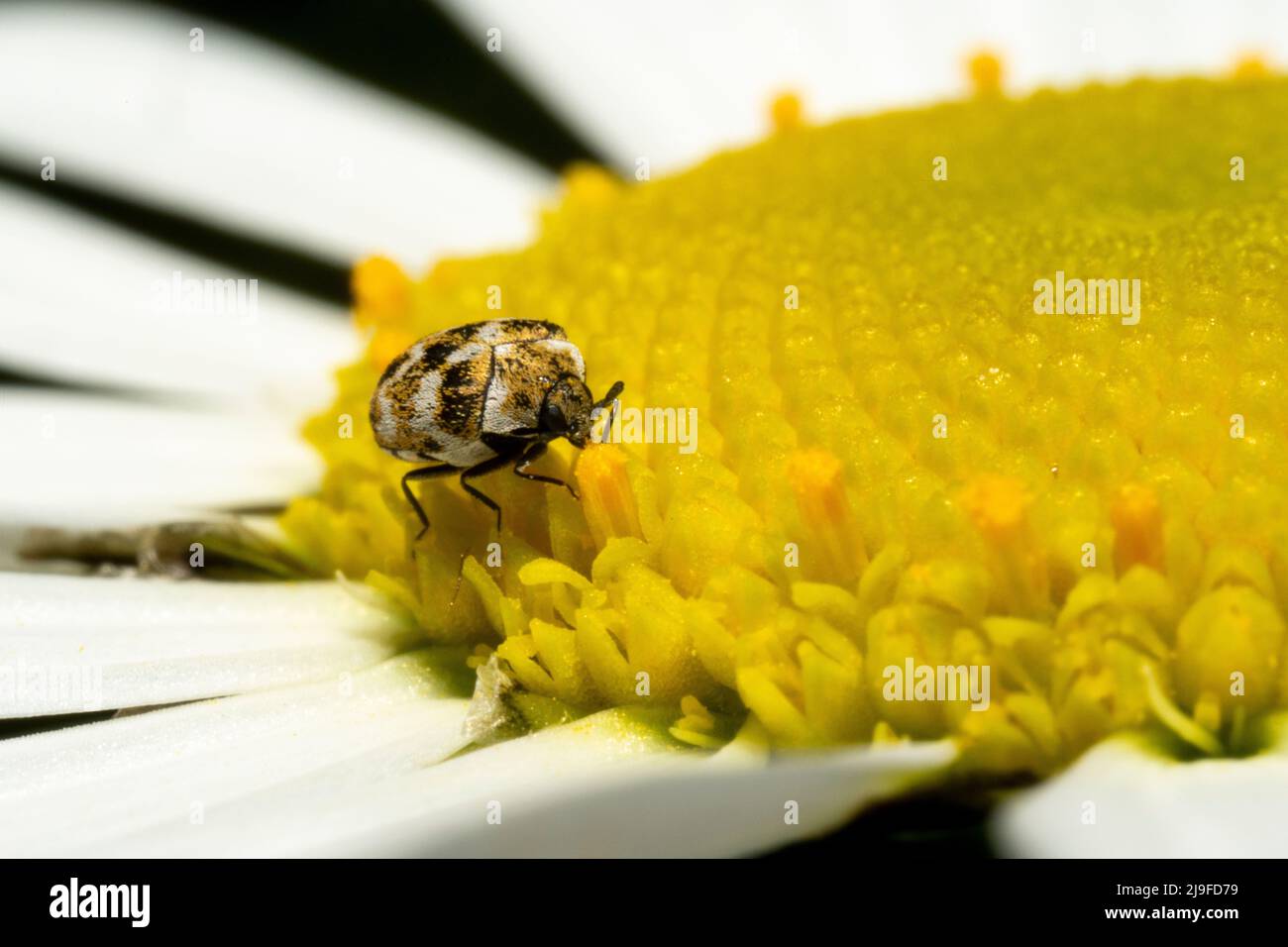 Near view of a braun-beige spotted beetle on a marguerite Stock Photo
