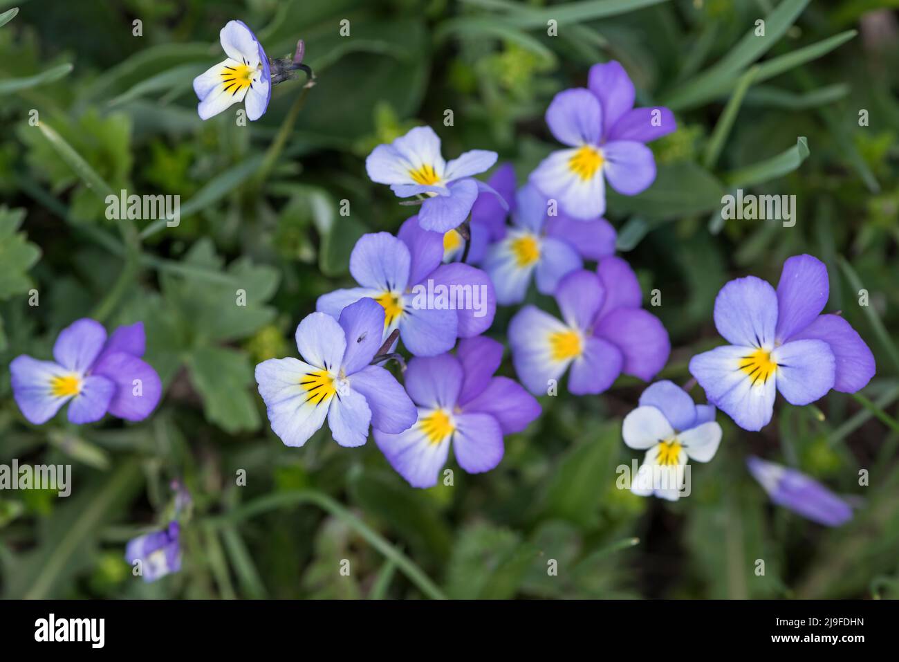 Viola tricolor, Heart's delight Stock Photo