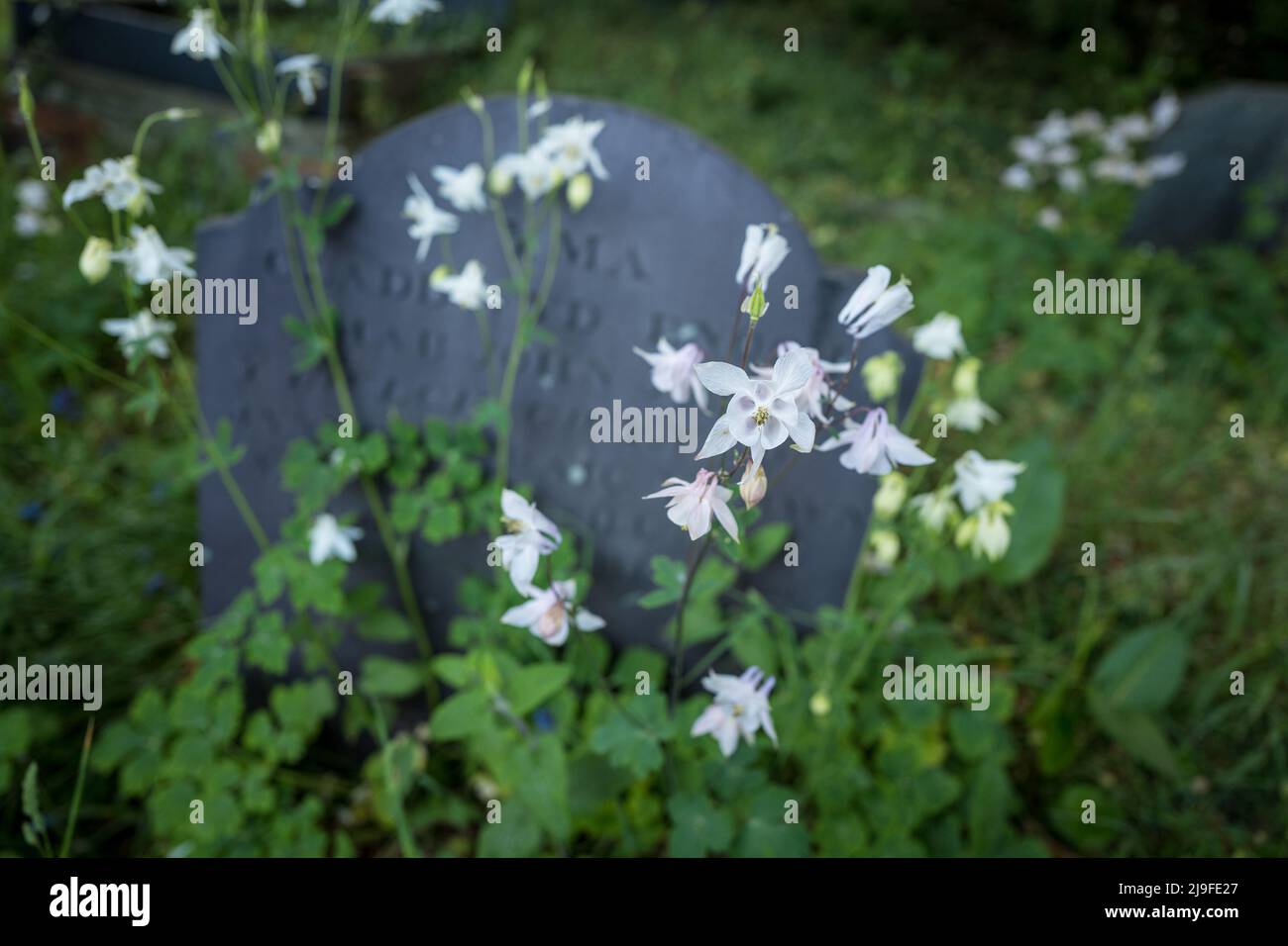 Aquilegia vulgaris or Granny's Bonnet growing wild in an Welsh village church grave yard with slate grave stones. Stock Photo