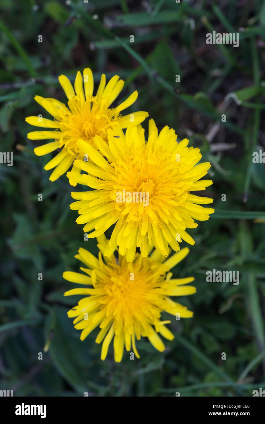 Taraxacum officinale, Dandelion Stock Photo Alamy