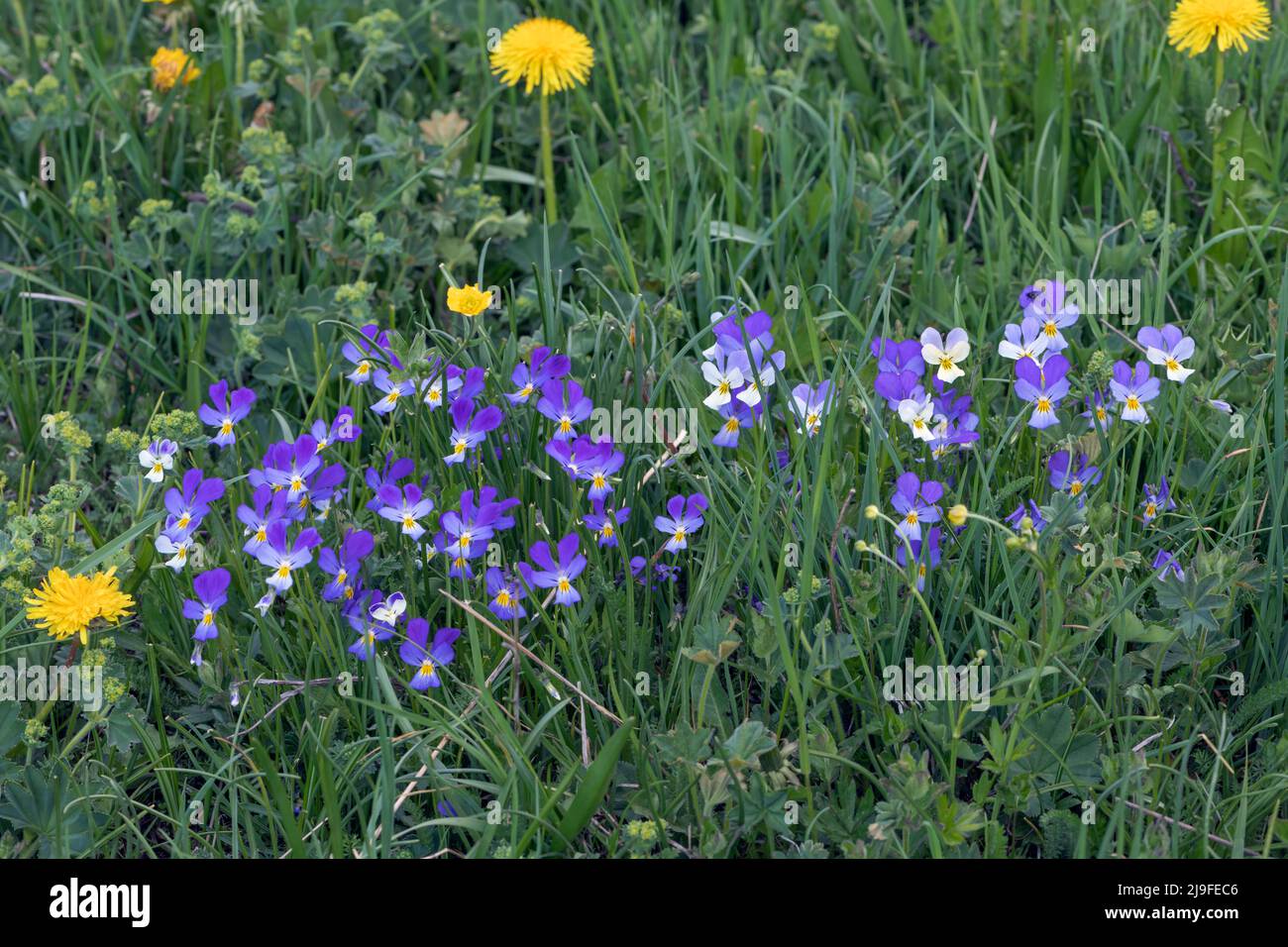 Viola lutea, Mountain pansy; Taraxacum officinale, Dandelion Stock Photo