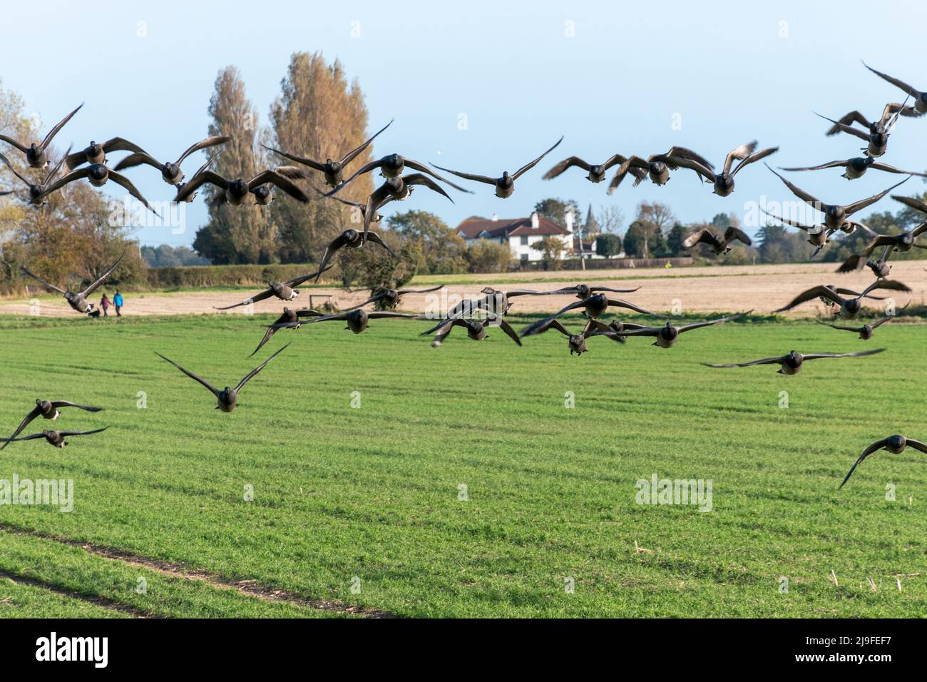 Dark-bellied Brent Geese in flight over farmland Stock Photo