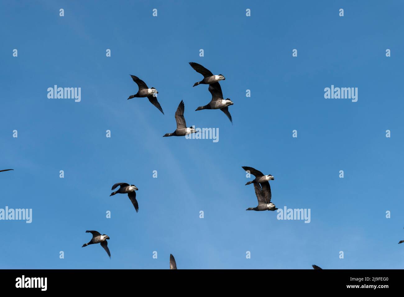 Dark-bellied Brent Geese in flight over farmland Stock Photo