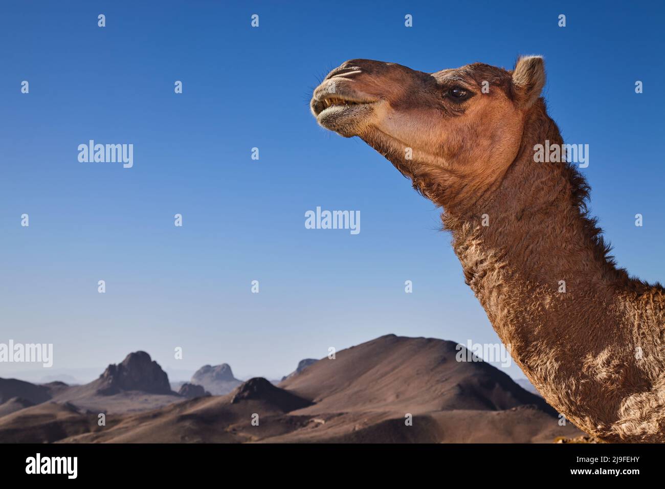 Camel in Sahara Desert, Hoggar Mountains, Algeria Stock Photo