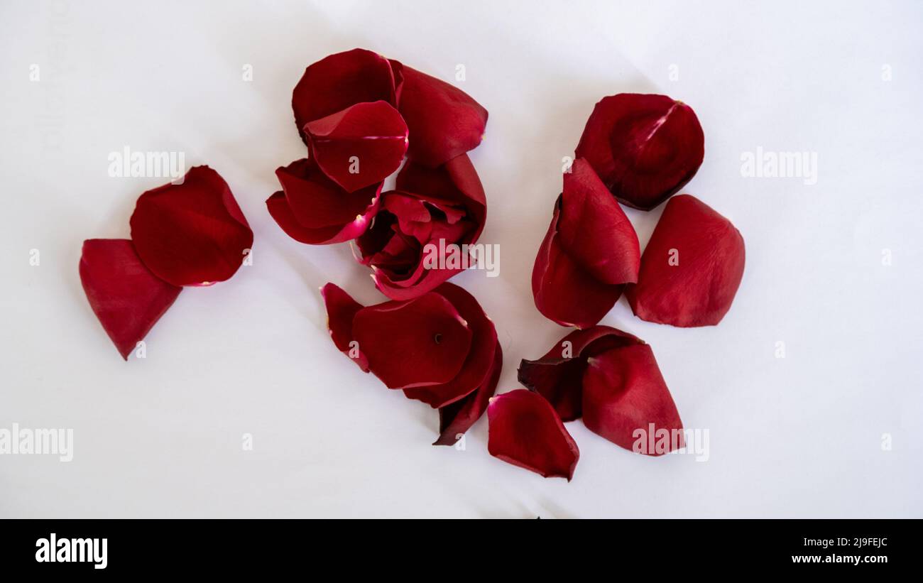 Daisy flower petals falling hi-res stock photography and images - Alamy