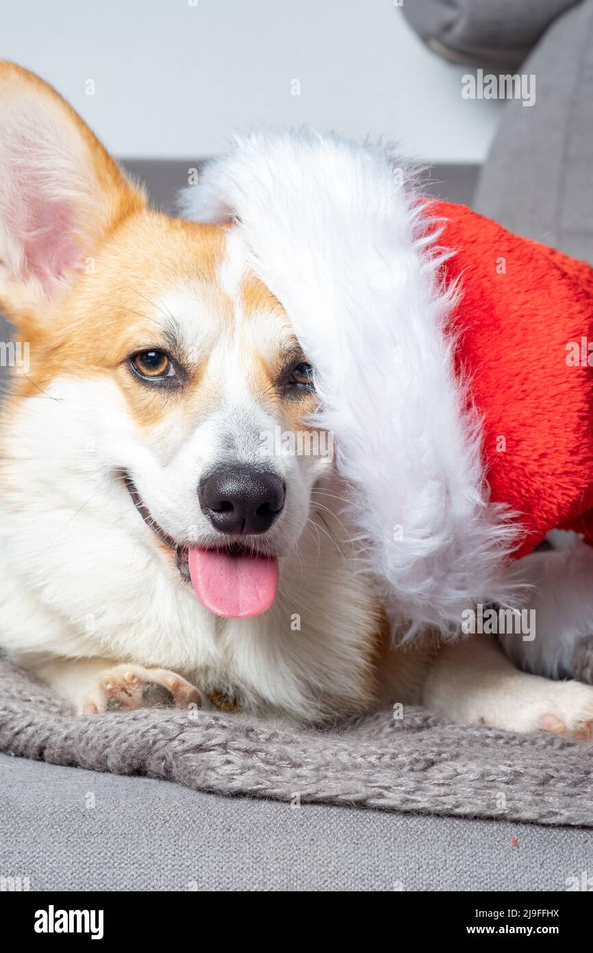 welsh corgi pembroke dog in Santa hat Stock Photo