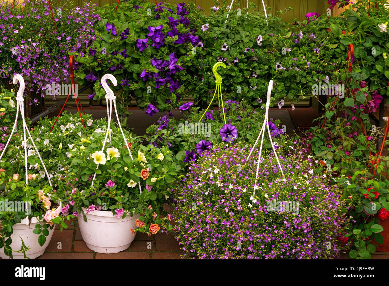 Seedlings of decorative flowers in flower pots close-up. Stock Photo