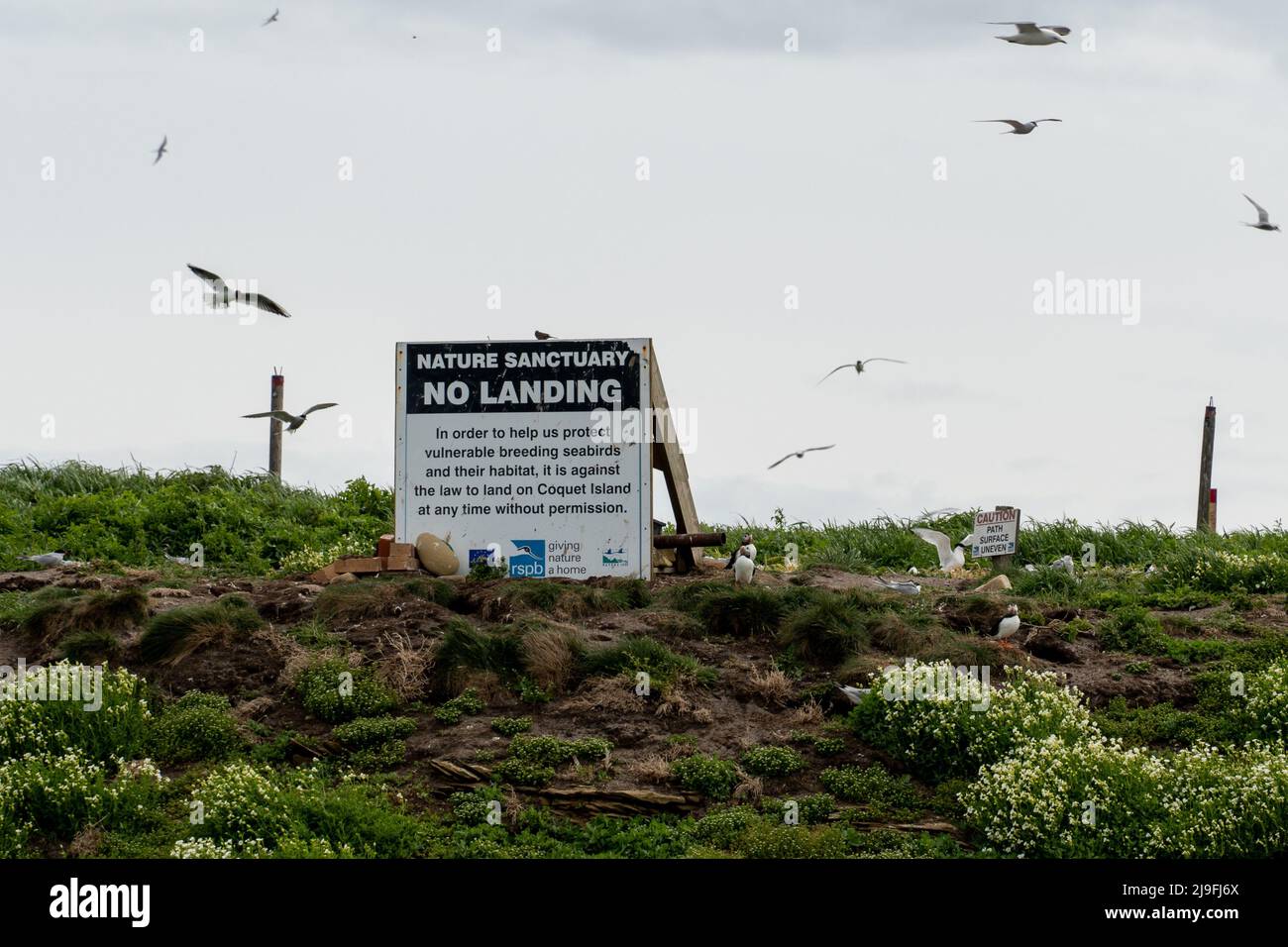 A sign on Coquet Island, Northumberland, UK, warns that no landings are allowed, as it is a nature reserve and bird breeding site. Stock Photo