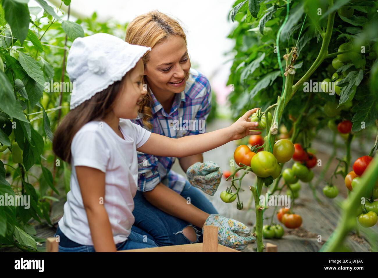 Happy family working in organic greenhouse. Woman and child growing bio plants in farm garden. Stock Photo