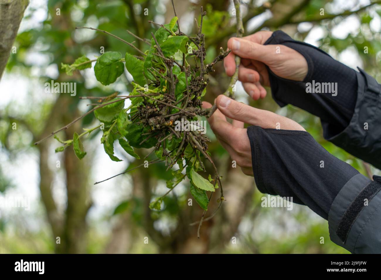 Witches' broom deformed tree growth, caused by microorganisms - a type of gall. Stock Photo