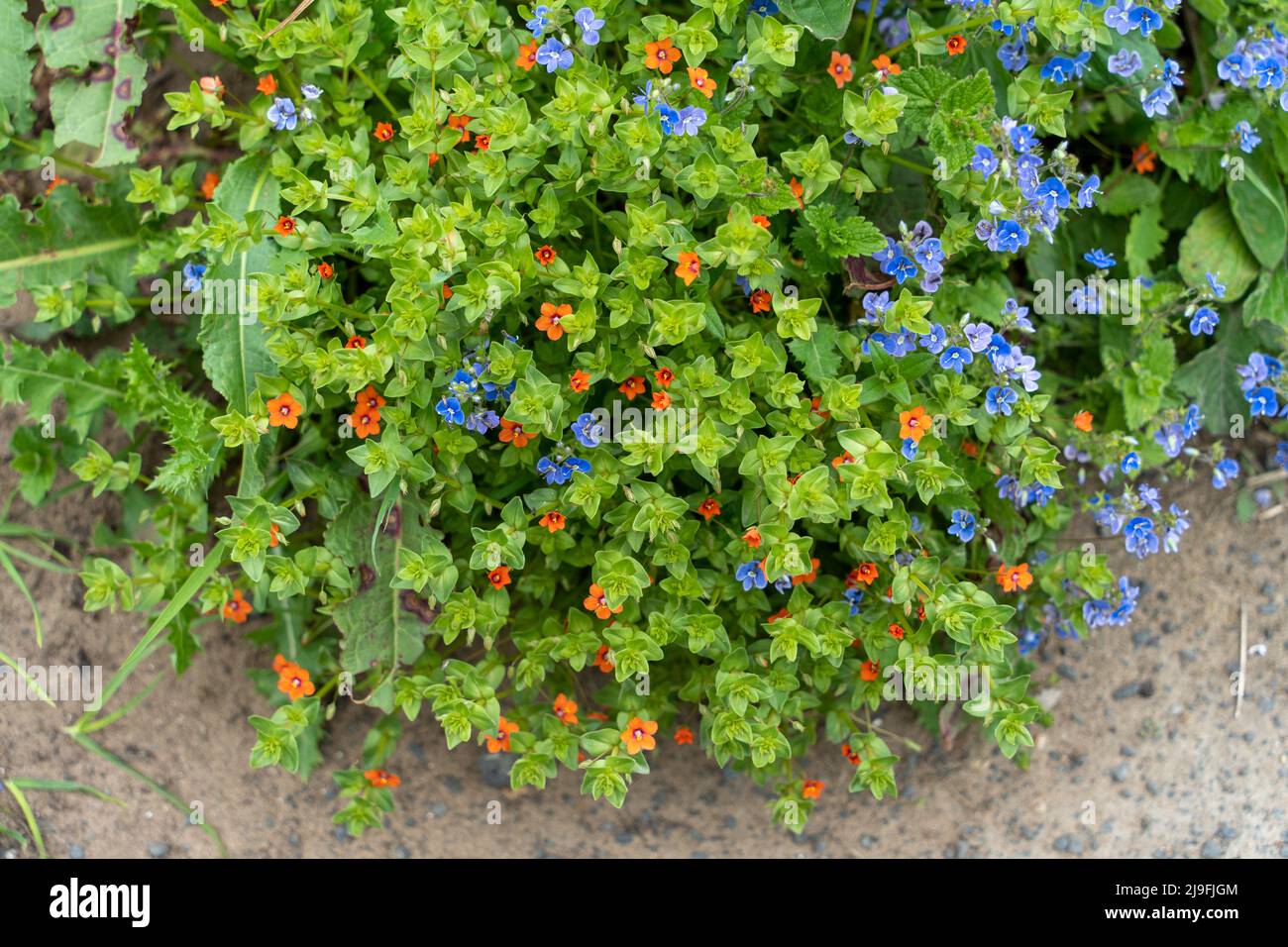 Scarlet pimpernel - Anagallis arvensis and Germander speedwell - Veronica chamaedrys growing together at the side of a path. Stock Photo