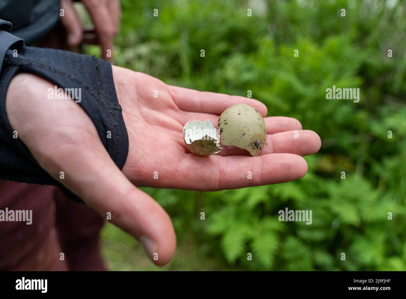 A person holding a wild bird egg shell, found lying on the ground at Hauxley Nature Reserve, Northumberland, UK. Stock Photo