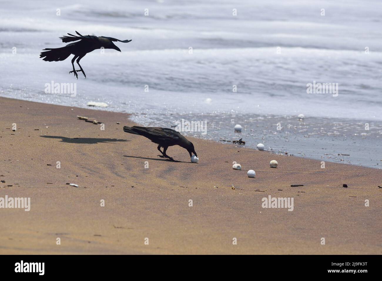 May 18, 2022, Ganjam, Odisha, India: Crows and other birds destroy the ...