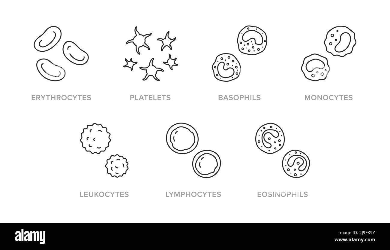 Blood cells doodle illustration including icons - erythrocyte, platelet, basophil, monocyte, leukocyte, lymphocyte, eosinophil. Thin line art about Stock Vector