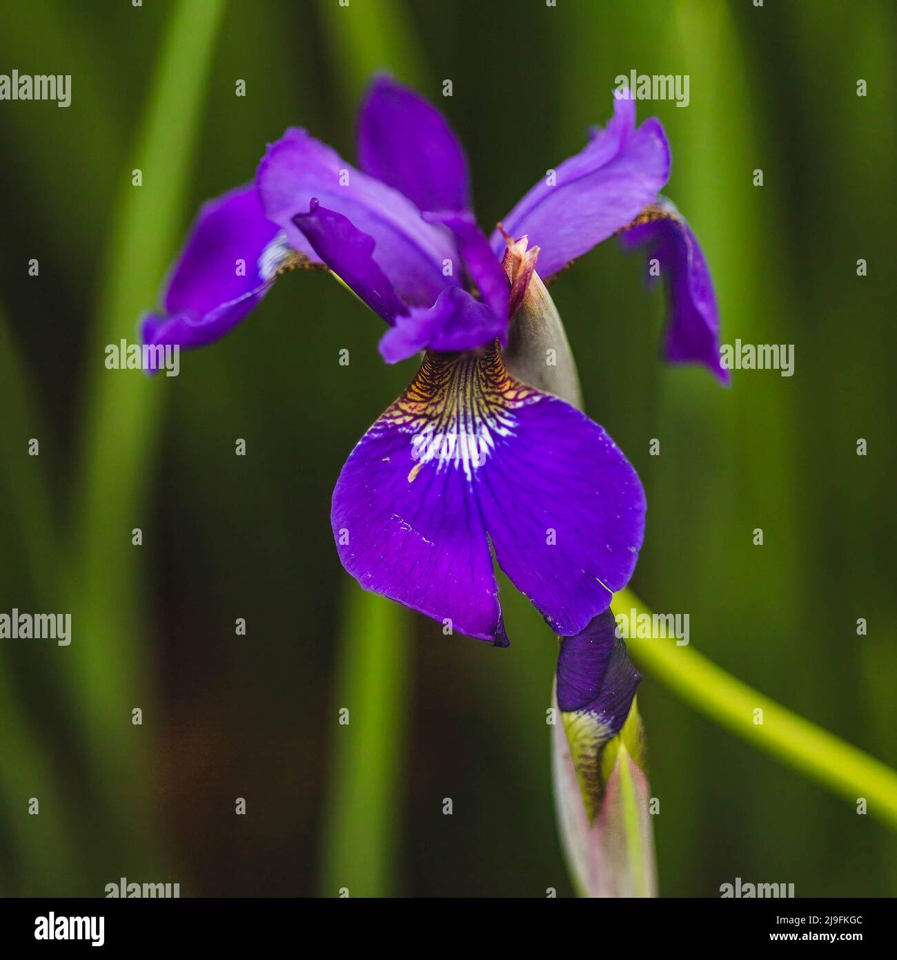 solitary perennial Japanese Iris blooms in the front garden Stock Photo