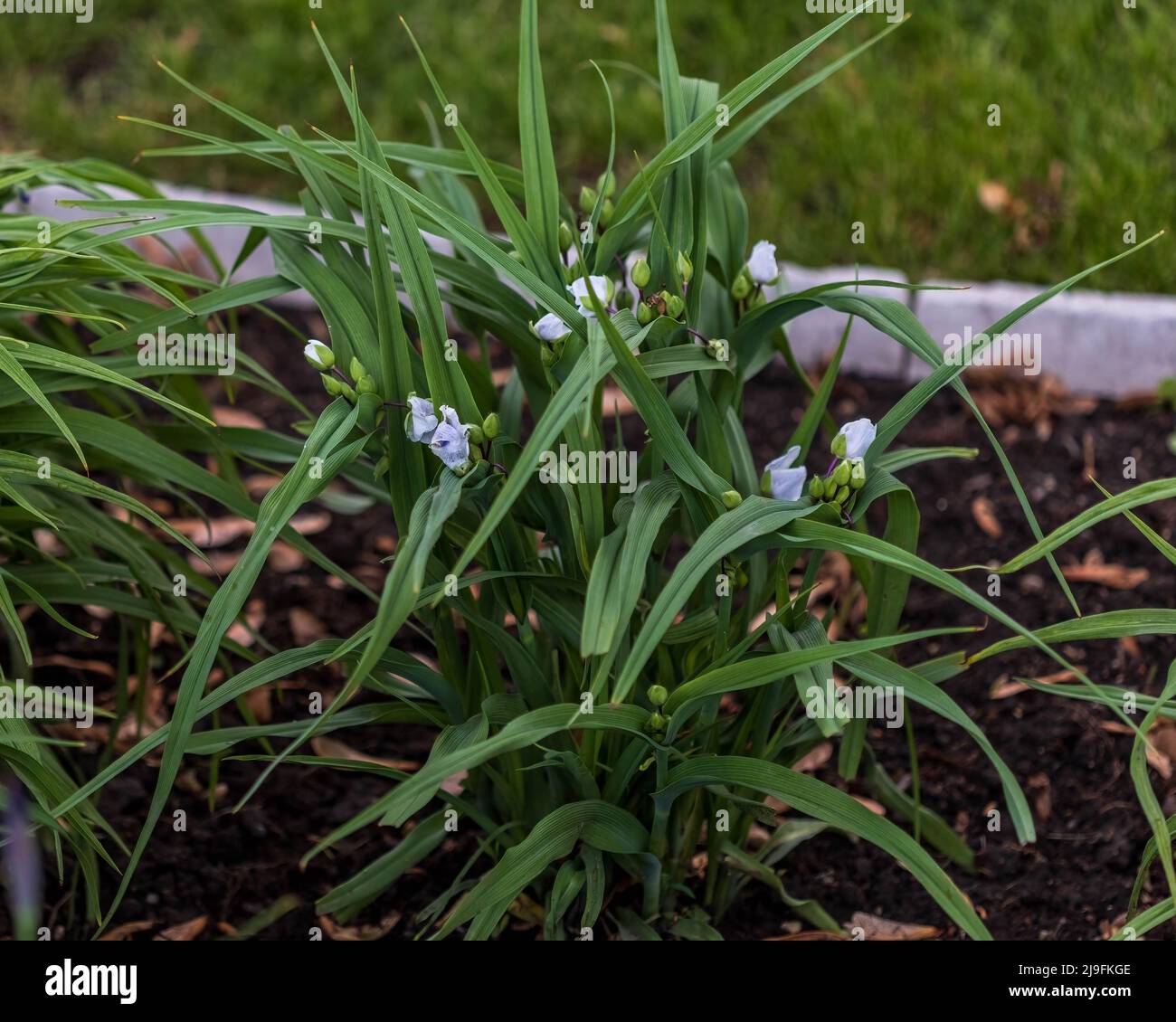 white Widows Tears plant blooms in the front garden Stock Photo