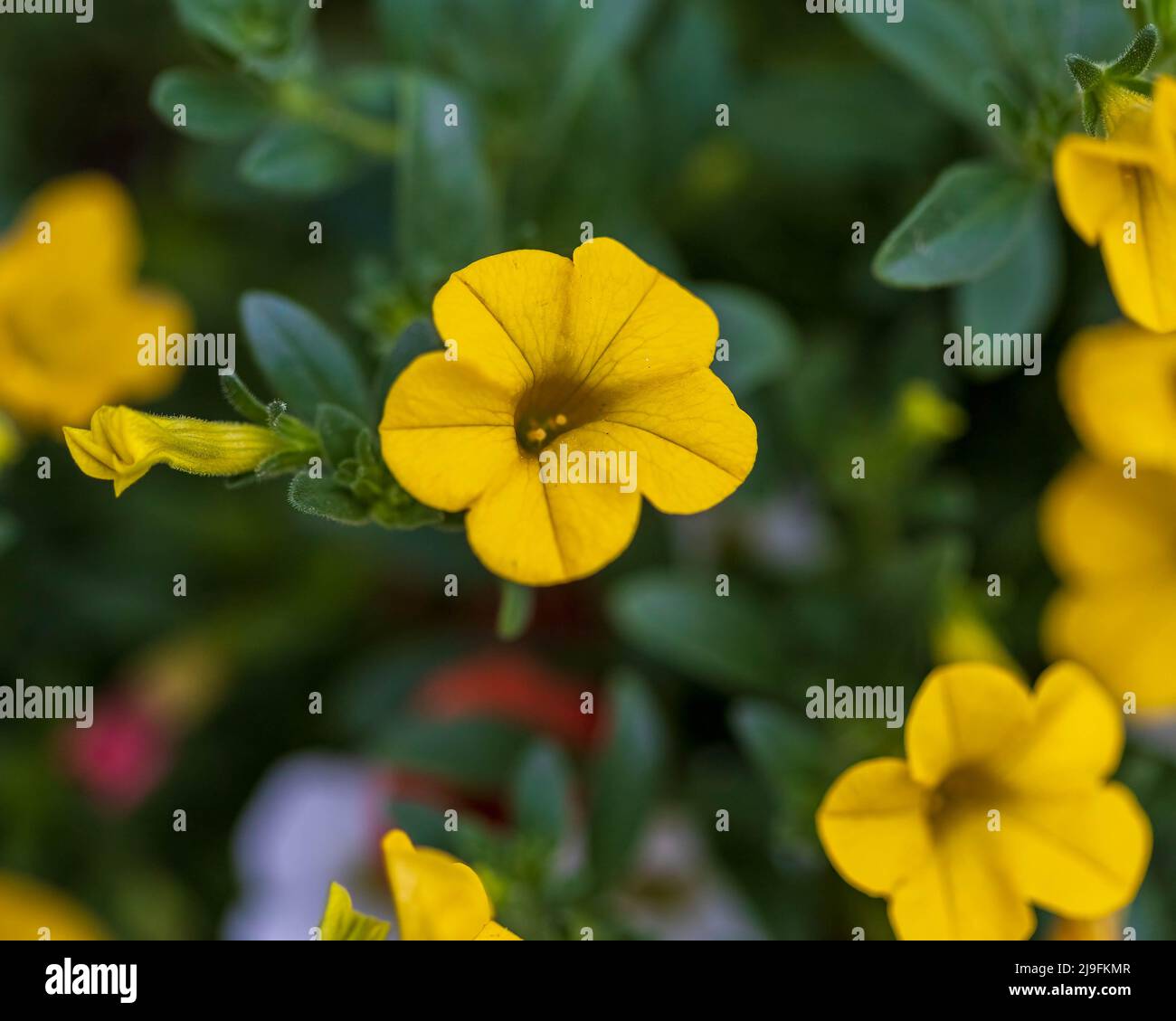 close up of an yellow million bells bloom on the front porch Stock