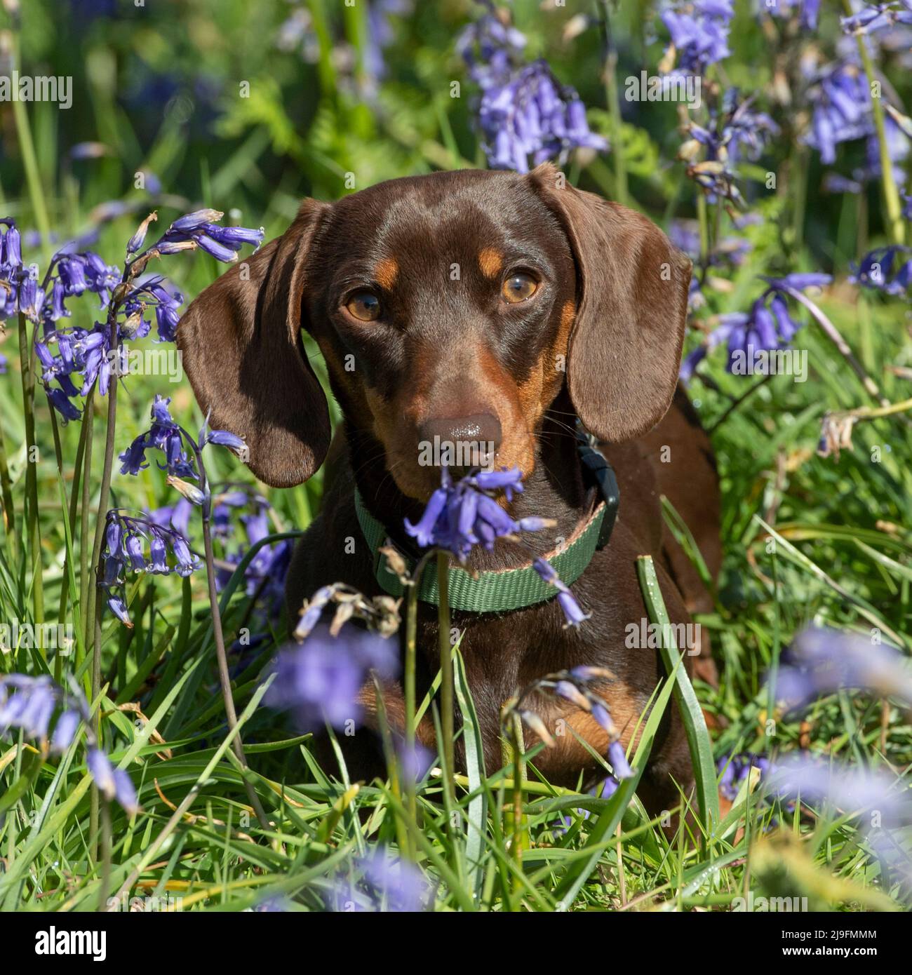 Miniature Smooth haired Dachshund Dog Stock Photo