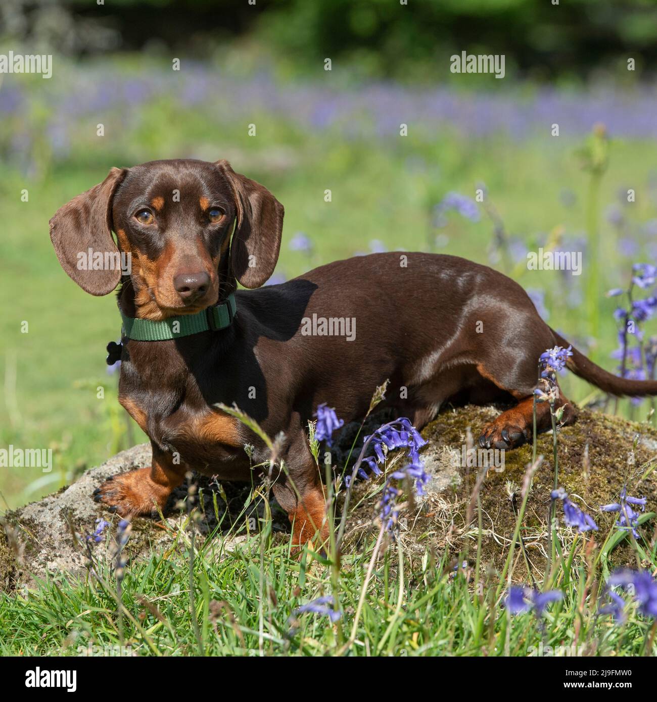 Miniature Smooth haired Dachshund Dog Stock Photo